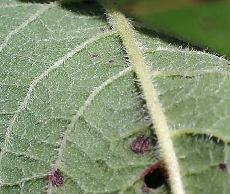 New York ironweed - Vernonia noveboracensis - leaves, hairy underside